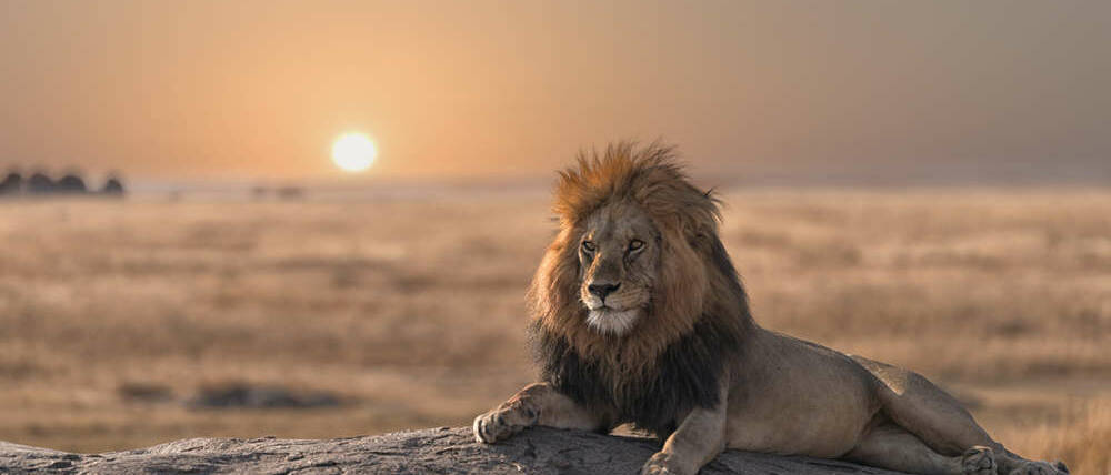 Voyage Kenya lion dans le Mara