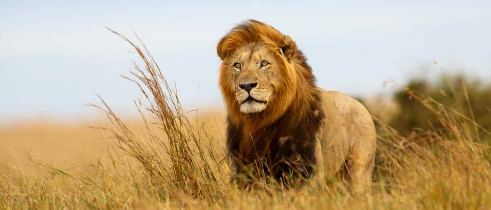 Voyage Kenya lion du Mara