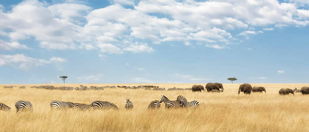 Voyage Kenya plaines du Masaï Mara