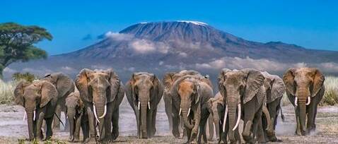 Voyage Kenya safaris et lagons