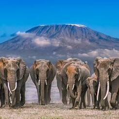 Safari au Kenya à la rencontre des troupeaux d'éléphants et des merveilles de la nature