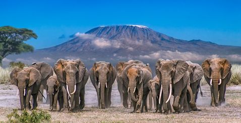 Safari au Kenya à la rencontre des troupeaux d'éléphants et des merveilles de la nature