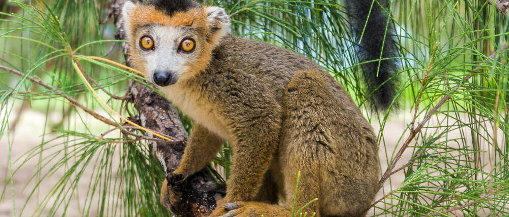 Voyage Madagascar escapade à Nosy Komba lémurien
