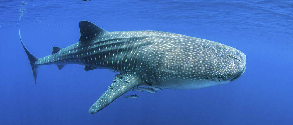 Voyage Madagascar escapade à Nosy Komba requin baleine