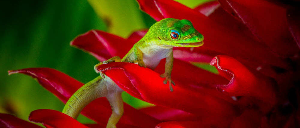 Voyage Madagascar gecko