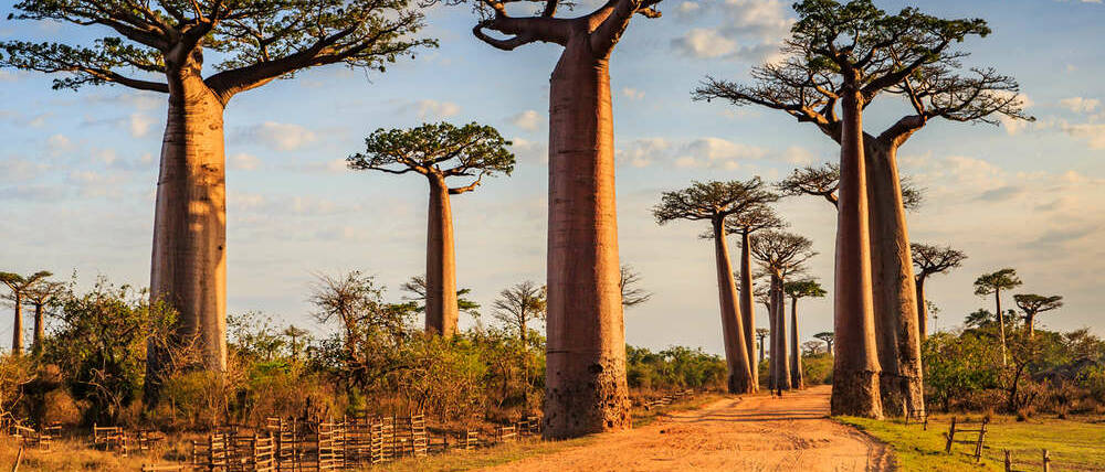 Voyage Madagascar sur les pistes de l'Ouest allée des baobabs