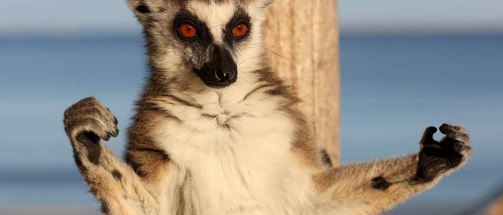 Voyage Madagascar sur les pistes de l'Ouest bain de soleil pour ce Maki Catta
