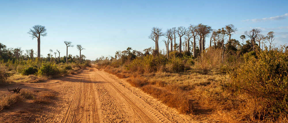 Voyage Madagascar sur les pistes de l'Ouest piste dans le bush malgache