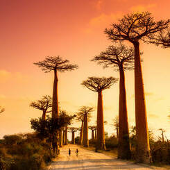 Voyage Madagascar Sur les pistes de l'Ouest