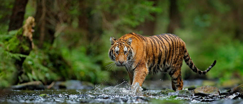 Voyage Malaisie tigre Taman negara