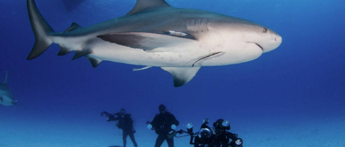 Voyage Mexique plongée requin bouledogue