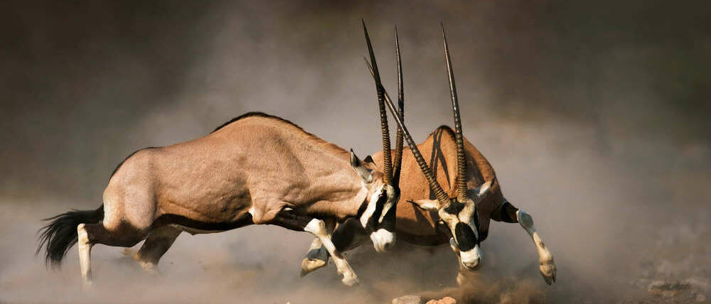 Voyage Namibie combat d'oryx dans le désert