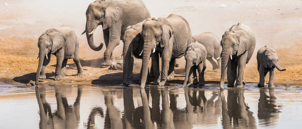Voyage Namibie éléphants d'Etosha