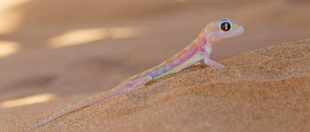 Voyage Namibie gecko du Namib