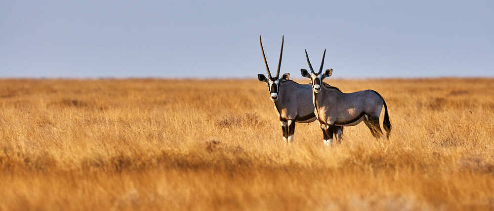Voyage Namibie oryx dans la brousse namibienne