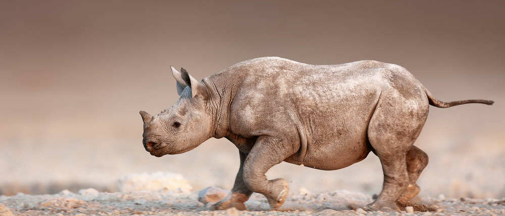 Voyage Namibie rhinocéros sur le pan d'Etosha