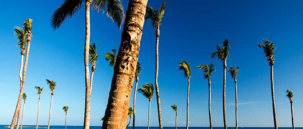 Voyage Nassau et Eleuthera palmiers New Providence