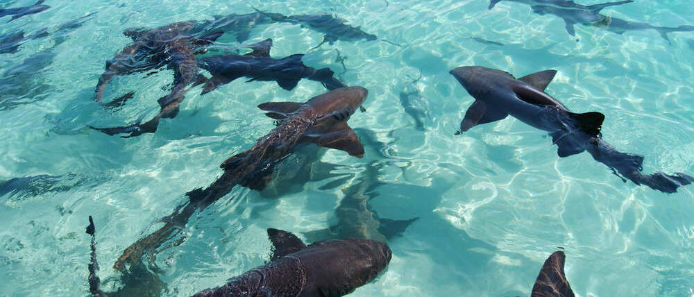 Voyage Nassau et Exumas nurserie de requins de récif