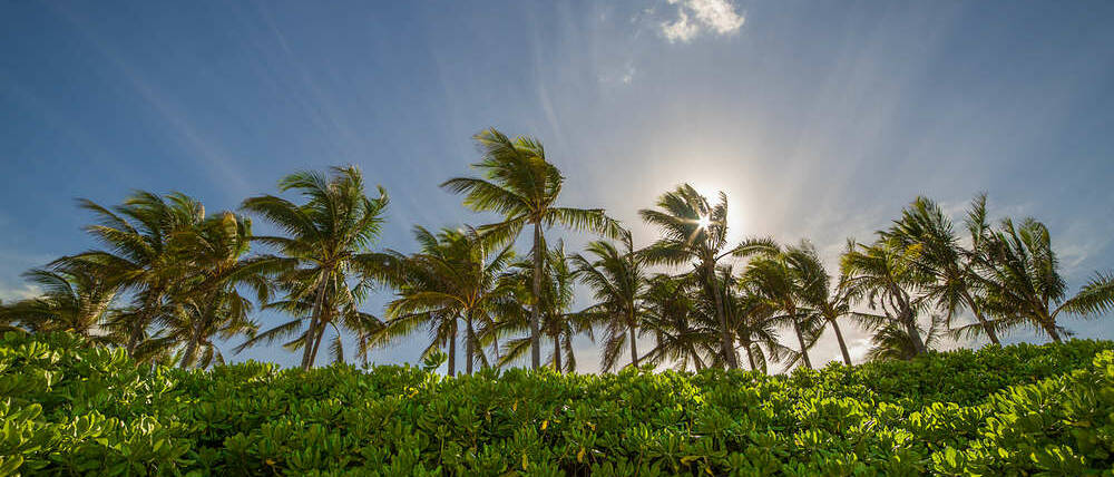 Voyage Nassau et Exumas palmiers New Providence