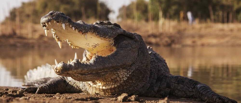 Voyage Sénégal crocodile du fleuve Gambie