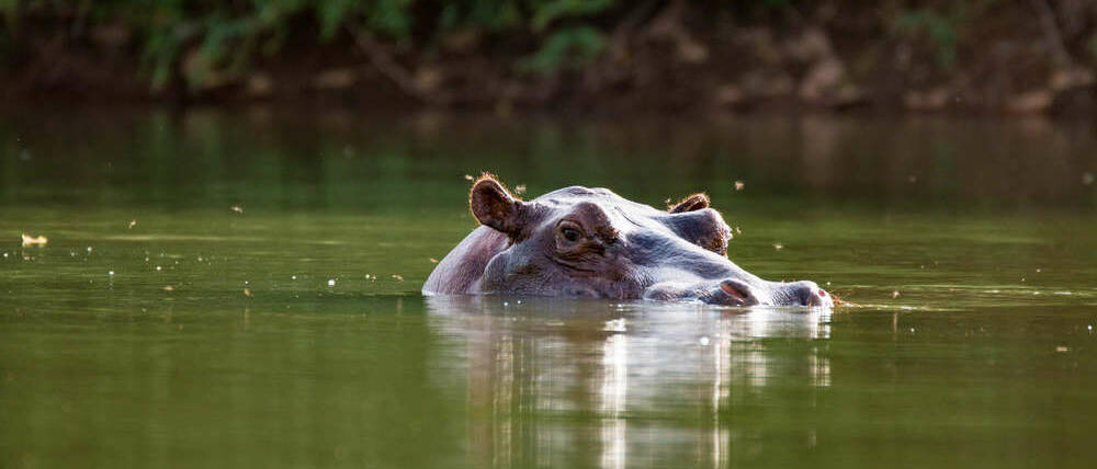 Voyage Sénégal hippopotame du fleuve Gambie