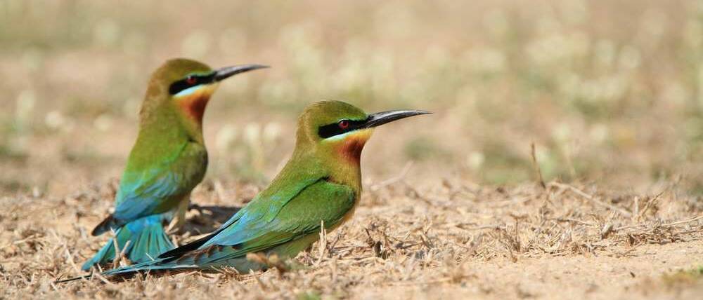 Voyage Sénégal parc national des oiseaux du Djoudj