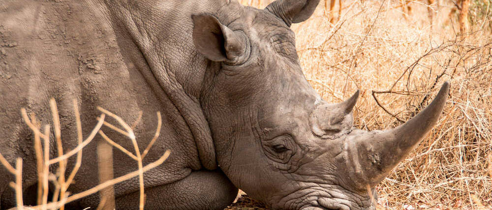 Voyage Sénégal rhinocéros de Fathala