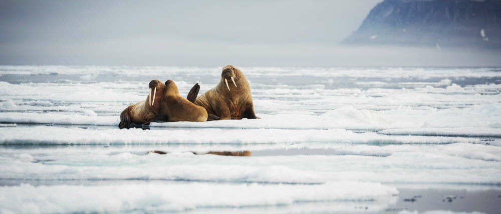 Voyage Svalbard et Jan Mayen morse banquise