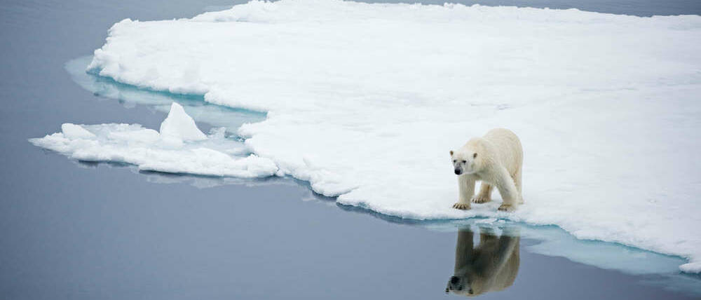 Voyage Svalbard et Jan Mayen ours polaire banquise