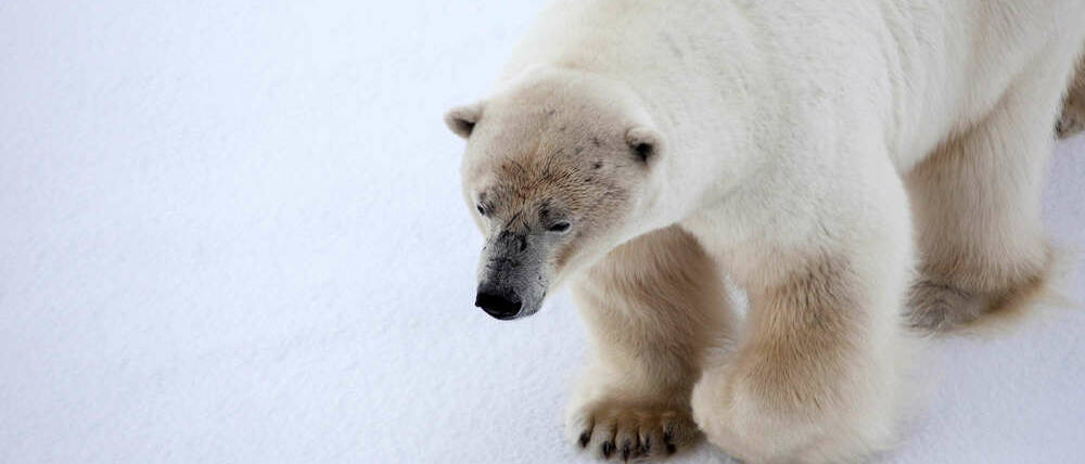 Voyage Svalbard et Jan Mayen ours polaire