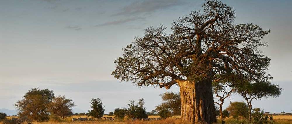 Voyage Tanzanie baobab du Tarangire