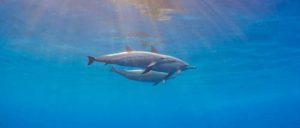 Voyage Tanzanie dauphins dans la baie de Menai