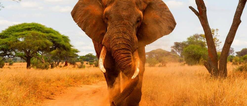 Voyage Tanzanie éléphant sur une piste du Tarangire