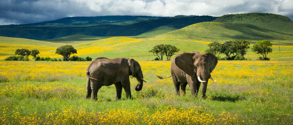 Voyage Tanzanie éléphants dans le cratère Ngorongoro
