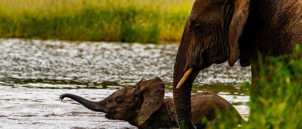 Voyage Tanzanie éléphants du Tarangire