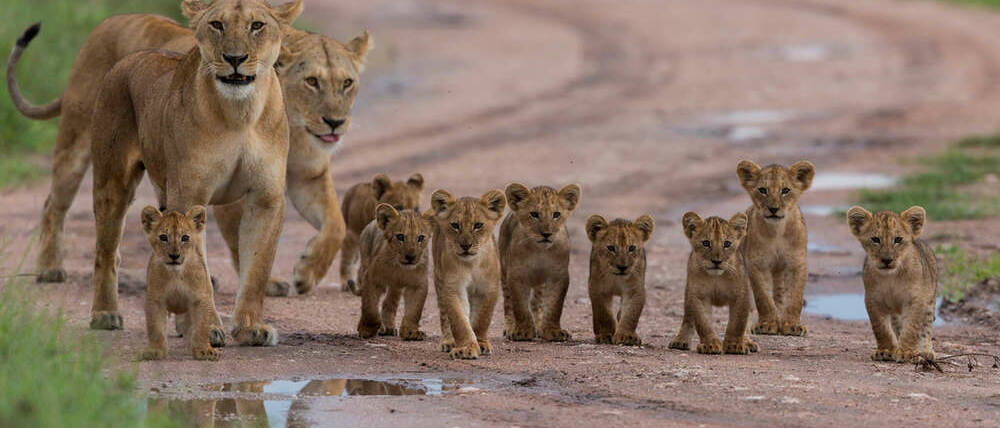 Voyage Tanzanie famille de lion à Manyera