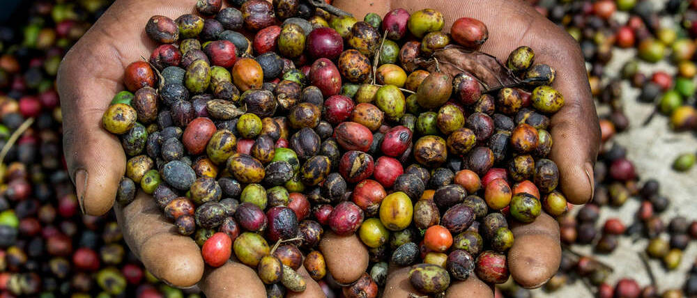 Voyage Tanzanie grains de café tanzaniens