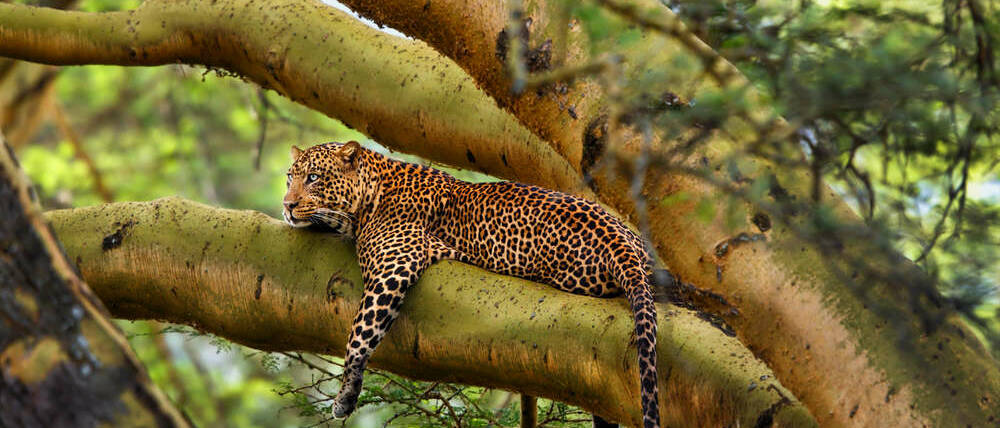 Voyage Tanzanie léopard sur son acacia