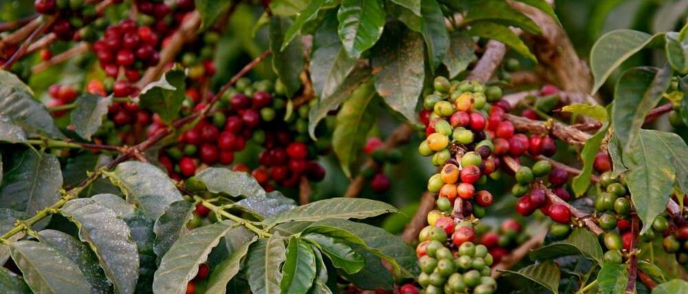 Voyage Tanzanie plantations de café